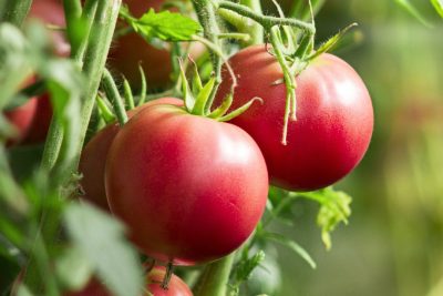 descubre las plantas compuestas que protegen tus tomates de plagas y enfermedades