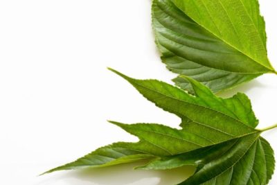 descubre las propiedades y beneficios de las hojas de morera para la salud y la piel