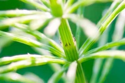 descubre las propiedades y contraindicaciones del ortosifon el te de java natural con varios usos medicinal