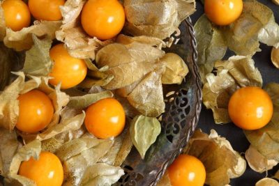descubre las propiedades y formas de consumo de la exotica physalis la fruta de dos caras