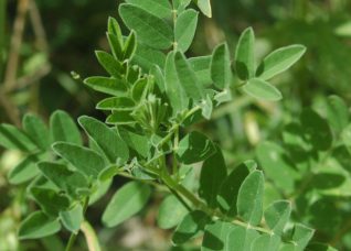 descubre las propiedades y usos del astragalo el remedio natural contra la enfermedad