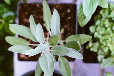 descubre las sorprendentes propiedades y usos de la planta de agrimonia