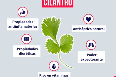 descubre los beneficios y propiedades del cilantro para la salud y la cocina