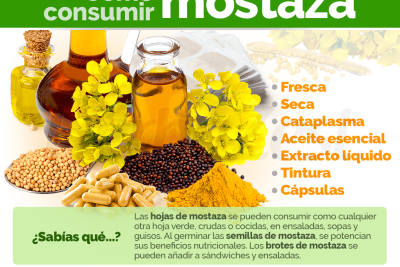 descubre los efectos beneficos y peligros de las semillas de mostaza usos y contraindicaciones