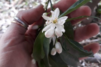 descubre los motivos por los que las flores de pascua pierden sus preciadas hojas