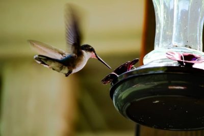 descubre por que las abejas necesitan bebederos y como crearlos facilmente