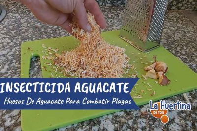 el poder del aguacate crea un insecticida casero eficaz contra plagas en tus plantas