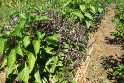 eleva tu huerto de plantas con la sabrosa y aromatica albahaca
