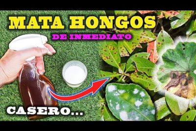 elimina plagas de plantas con este insecticida casero eficaz al 99