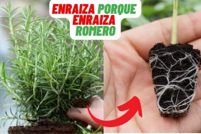 enraiza con exito plantas de romero en casa con este truco facil y rapido