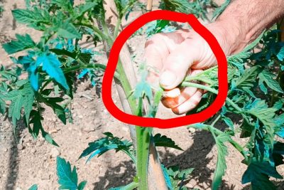 entutorar tomates aprende a cuidar tus plantas y aumenta tu cosecha de manera efectiva