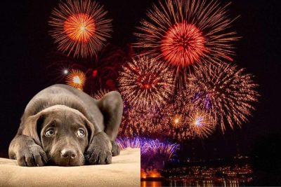 fuegos artificiales sin ruido la nueva tendencia para proteger a los animales durante las celebraciones