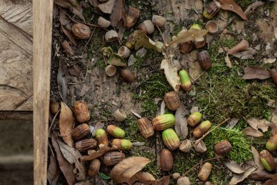 germina tus propias castanas en casa un proceso facil y divertido