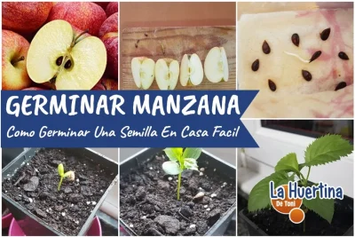 germina tus propias semillas de mango con estos pasos faciles y efectivos