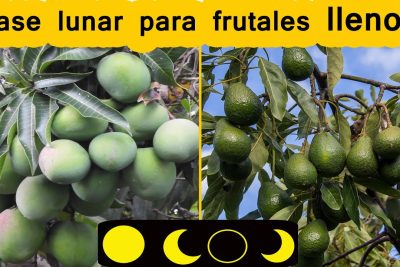 guia paso a paso para sembrar una nectarina desde una semilla saludable y crecer un fruto delicioso