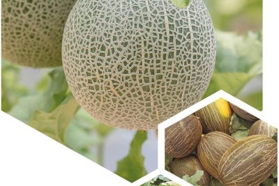 mejora tu cultura de semillero 2 metodos efectivos para sembrar melon en casa