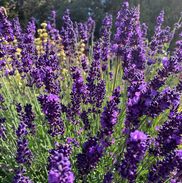 Para Qué Sirve La Infusión De Lavanda Cristales Piedras Medicina