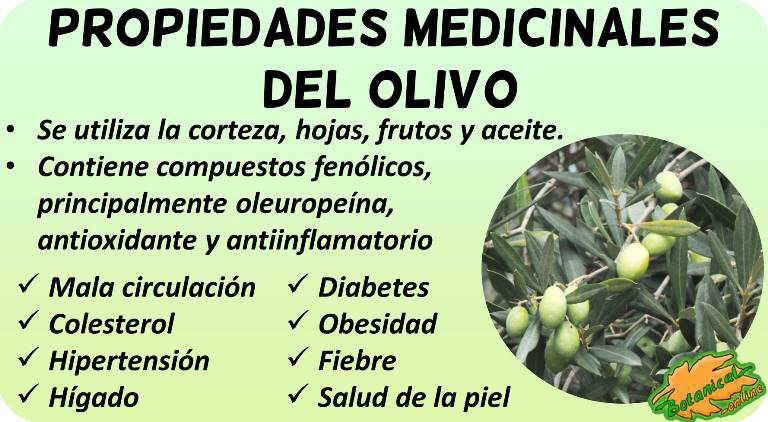 para que sirve la infusion de olivo