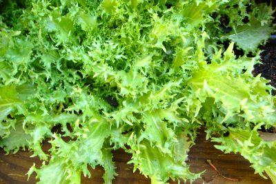 plantacion facil descubre como cultivar escarola en tu huerto domestico