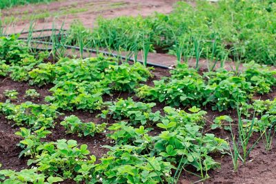 plantea y cosecha tu brocoli consejos y trucos para un huerto exitoso