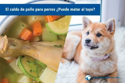 prepare excelente comida para tu perro receta casera y saludable paso a paso