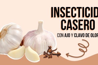 prepare un insecticida natural y eficaz con ajo y clavos de olor para tu jardin