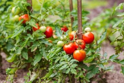 protege tus plantas de tomate descubre como combatir el mildiu y otros hongos daninos