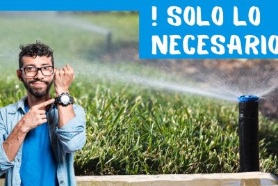 regala salubre a tus plantas la mejor hora para regarlas sin errores