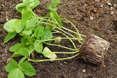 revelacion 5 enraizantes naturales para estimular el crecimiento de tus plantas