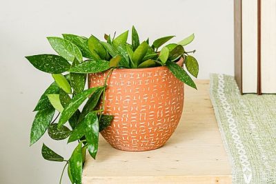 revitaliza tus esquejes el truco secreto para enraizar con exito en agua