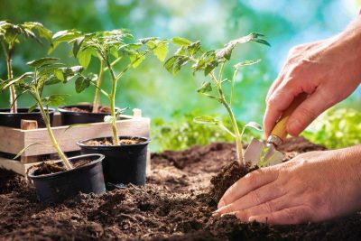 sembrar con exito descubre como cultivar tomates pimientos y berenjenas en tu huerto