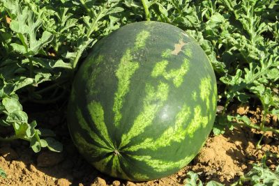 sembrar sandias en tu jardin un guia paso a paso para un exito seguro