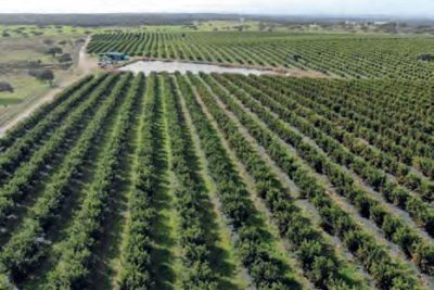 suelo electrico sueco descubre como esoil revoluciona la agricultura sostenible