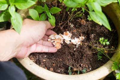 ultimo minuto para tu huerto 5 reciclados que te ayudaran a alimentar tus plantas