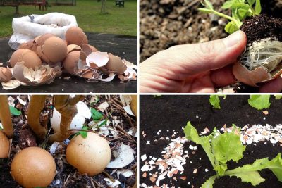 utiliza las cascaras de huevo para fortalecer tus plantas y mejorar su crecimiento